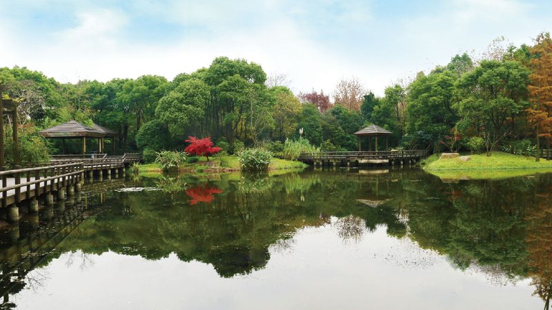 商业区室内绿化养护价格揭秘：如何合理预算