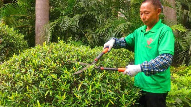 厂房楼顶绿化：如何打造城市绿肺的空中花园**