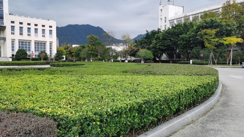 市政绿化草坪养护标准：确保绿色景观的持久生命力