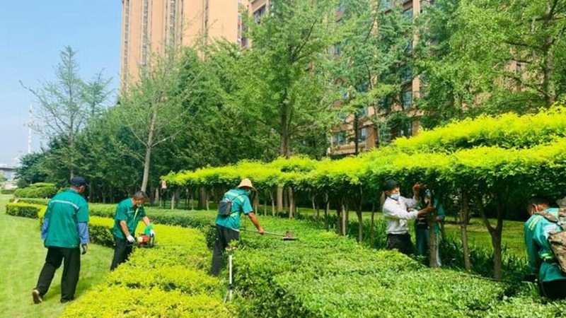 成都绿植租赁批发市场的价格之谜**